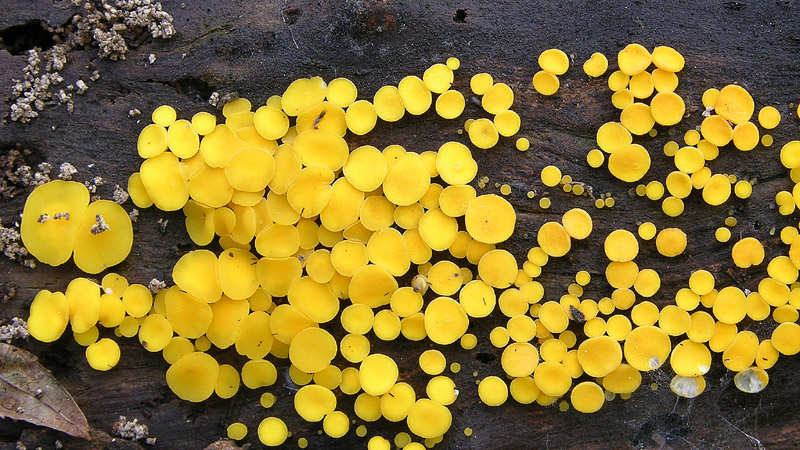 Un fosso......e una marea di funghi.(parte 1)